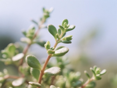 7天收割10万粉！我用AI把野菜视频做火了，方法全公开